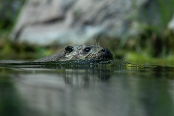 Fototapeta premium An otter swims in the water
