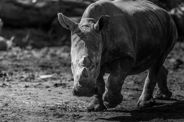 Obraz premium A rhinoceros walks in the savannah