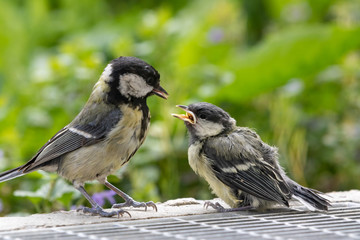 Obraz premium Junge Kohlmeise wird gefüttert -Schnabel halboffen