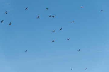 flock of birds flying in blue sky