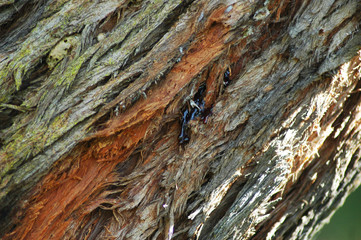 Bark has peeled away from the fork of a tree. The fresh bark is pale compared to the older bark, which is shades of light to dark brown. Tracks of weeping sap can be seen, and there are wrinkles where
