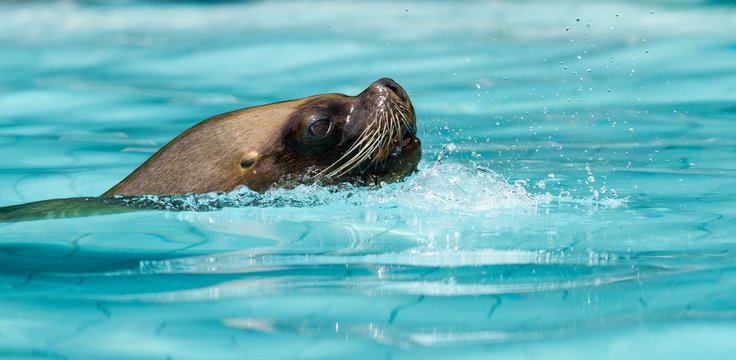A sea lion swimming in a pool during a show