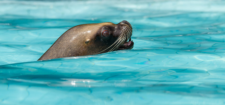 A sea lion swimming in a pool during a show