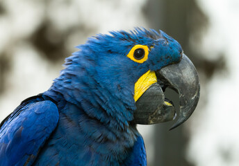 Obraz premium Portret niebieskiej papugi