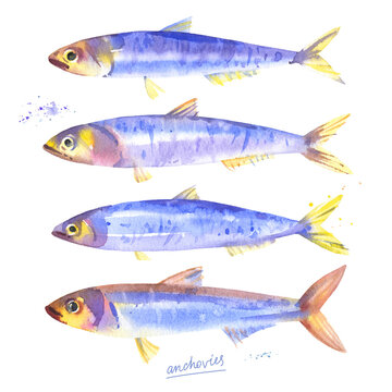 Anchovies, hamsi, european anchovy fish. Hand drawn watercolor illustration on white background