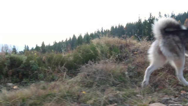 Dog peeing. Toilet.Washes the territory. Siberian husky in the mountains. Travel. Carpathians