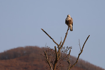 Eastern buzzard or Japanese buzzard (Buteo japonicus) sitting on tree branch on blurred background of autumn yellow-brown forest and sky. Bird of prey in natural habitat.