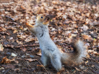 Squirrel in the autumn forest park. Squirrel in the autumn foliage stands on its hind legs.