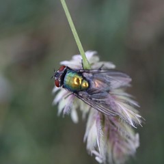 fly on a flower