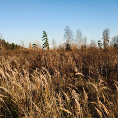 Fototapeta premium Yellow grass. Field with yellow dry grass.