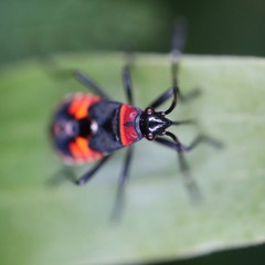 Beetle on leaf