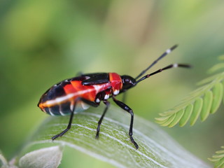 Fototapeta na wymiar red beetle on leaf