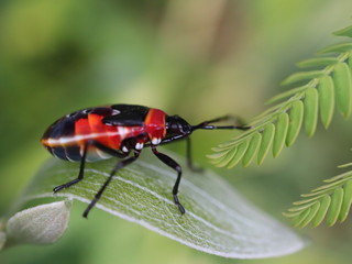 beetle on leaf