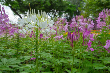 spider flower white color and white color in garden.