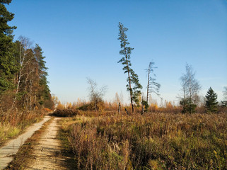Concrete road through the field and forest.