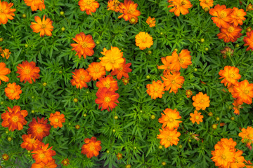 High angle of calendula flowers have color yellow and orange. (Calendula officinalis)