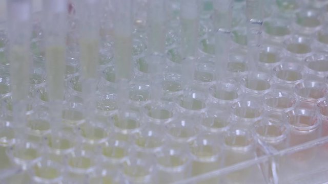 Close-up view a multichannel pipette loads biological samples into a microplate for laboratory testing. 4k footage.