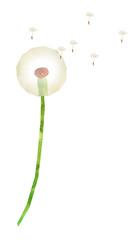 タンポポ　6
