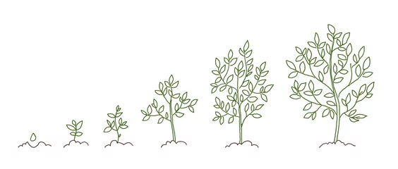 Foto op Canvas Bomen, groeistadia schets. Animatie voortgang. Ontwikkeling van planten. Hand getekende vector lijn. © ilyakalinin