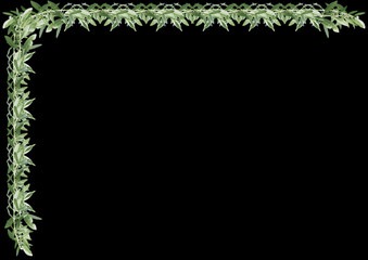 Bordure d’oliviers sur fond noir 