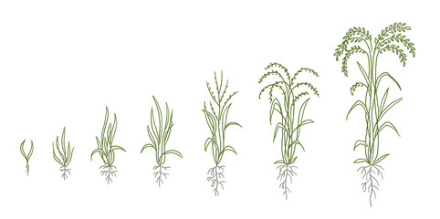 Rice growth stages sketch. Oryza sativa animation progress. Plant development agriculture. Hand drawn vector line.