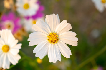 White cosmos flower with blurred background. (Cosmos bipinnatus)