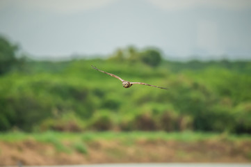 Eastern Marsh Harrier in Mai Po Nature Reserve, Hong Kong (Formal Name: Circus spilonotus)