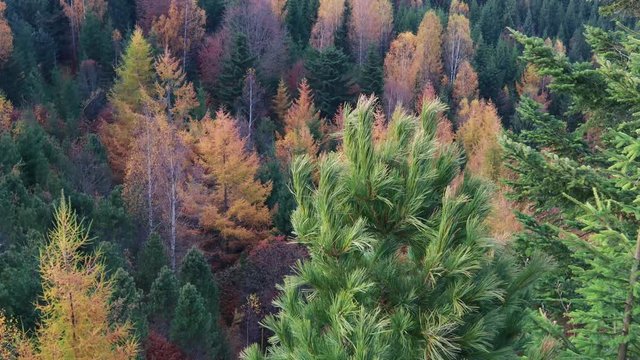 Aero shooting video. Mountains, trees, forests, autumn. Travels in autumn. Ukrainian Carpathians