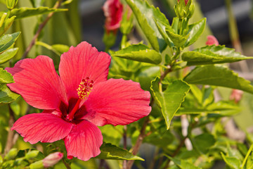 One big red flower and green leaves as background