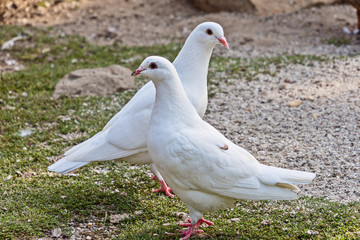 Two white pigeons standing opposite each other
