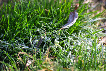 Frost Covered Leaves on a Grassy Background