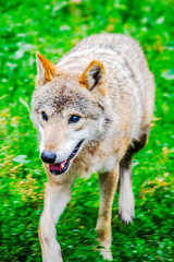 Naklejka na ściany i meble young wolf runs on green grass in a forest