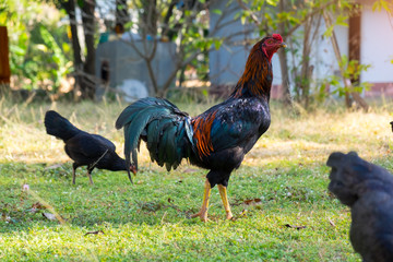 Young male cock out to find food in the morning.
