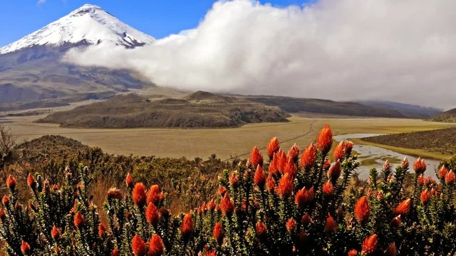 Ecuador Cotopaxi Images – Browse 4,997 Stock Photos, Vectors, and Video ...