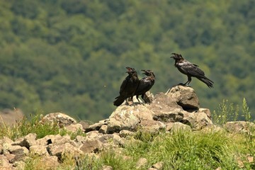 Three Common Ravens (Corvus corax) sitting on the rocks and flying around.