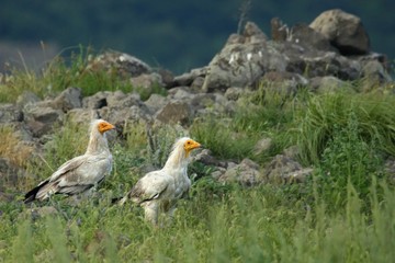 Two Egyptian Vultures (Neophron percnopterus) sitting in the grass with the rocks and green background.