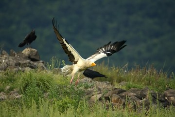 Flying Egyptian Vulture (Neophron percnopterus) over the rocks with green background.