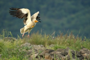 Flying Egyptian Vulture (Neophron percnopterus) over the rocks with green background.