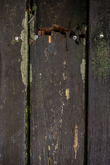 Cracked old wooden planks with moss