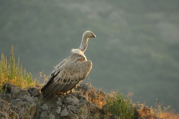 A Griffon Vulture (Gyps fulvus) sitting on the rocks with green background.