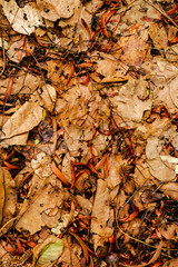 Brown texture of litter from forest tree leaves in tropical