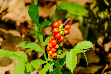 Wild fruits in a tropical forest North of Thailand