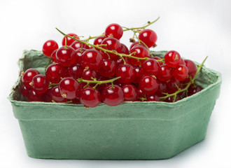 Crimson red, or Crimson plain, or Gardener