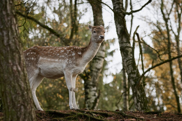 One fallow deer standing in the forest (Dama dama)