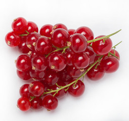 Crimson red, or Crimson plain, or Gardener