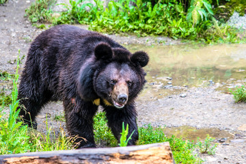 Fototapeta na wymiar Himalayan bear walks along the forest path