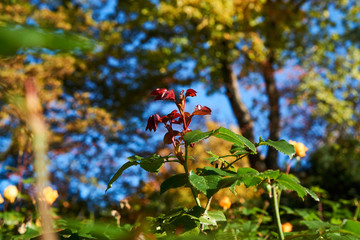 Rosentrieb im Herbst