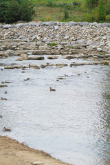 Water, Ducks, Rocks
