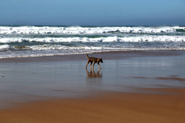 Dog runs along the ocean