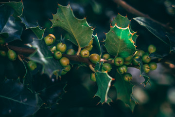 European holly tree leaves and drupes closeup detail